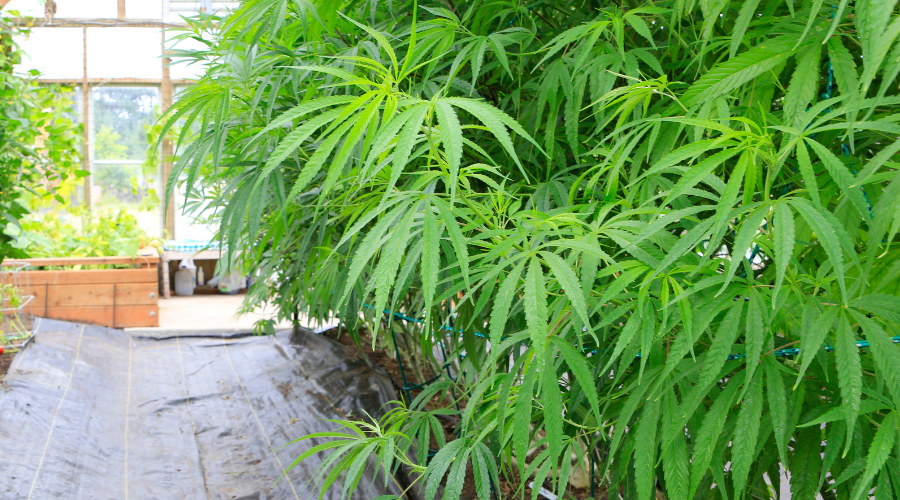 What’s Stopping Hemp From Cropping Up Everywhere?