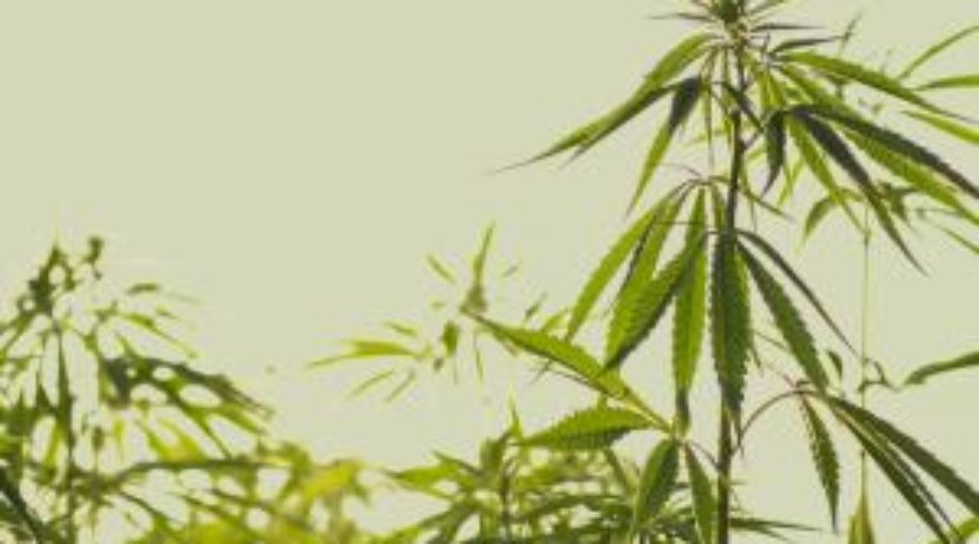 CIC backs hemp licensing reforms