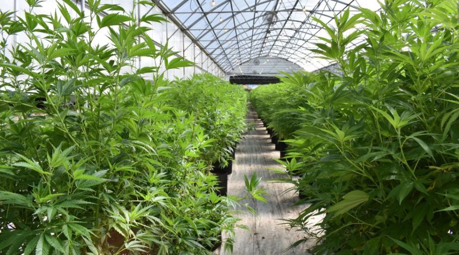 UK medical cannabis imports triple in size