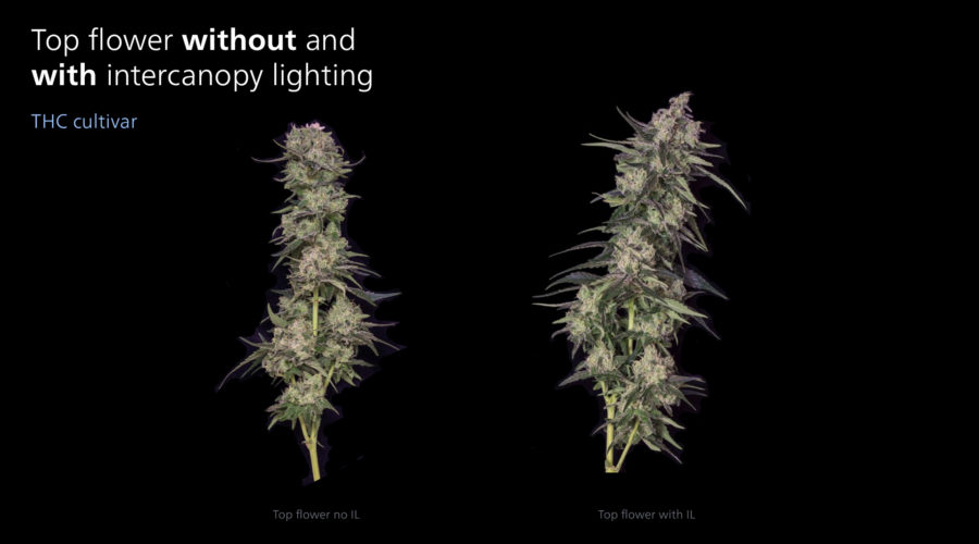 How interlighting increases yield in cannabis