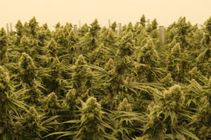 Dalgety Crop