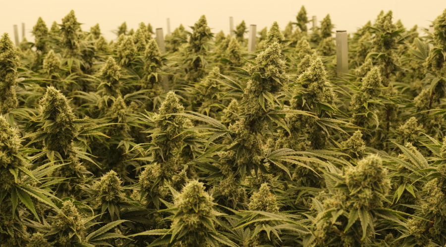 Dalgety Crop